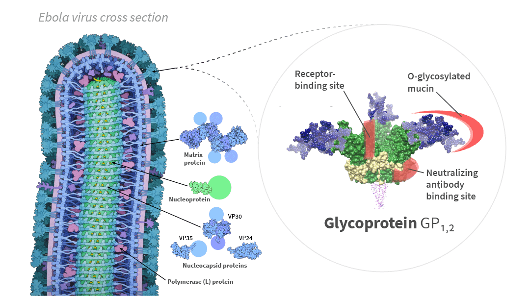 ebola virus structure